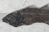 Large, Mioplosus Fossil Fish - Inch Layer #77879-2